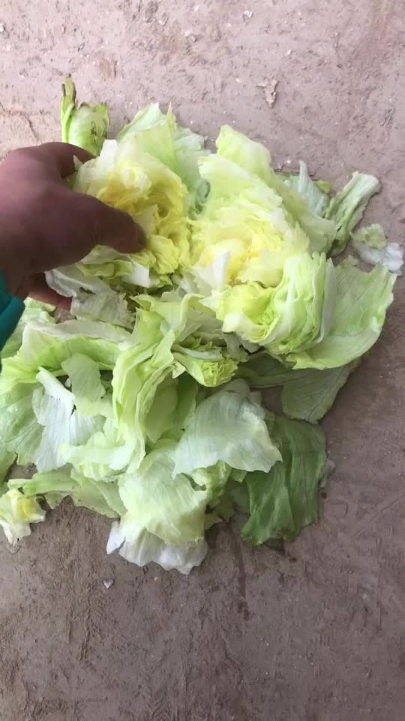 生菜大量上市，需要的老板可以联系