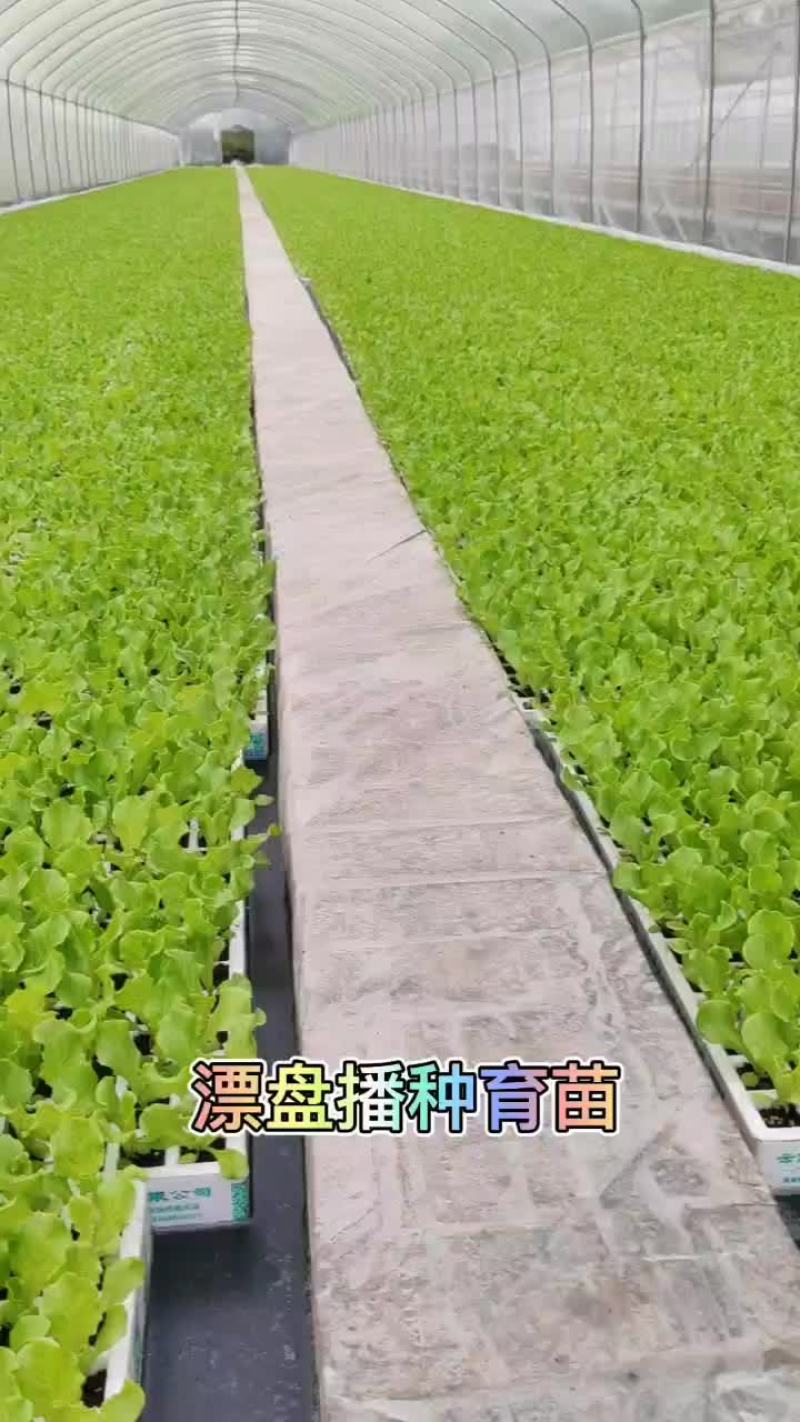 进口泥炭配方基质生产厂家漂盘穴盘播种苗床扦插基质#鑫立里