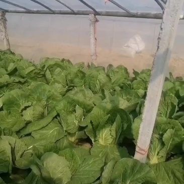 黄心白菜