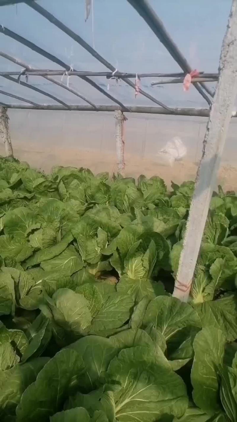 黄心白菜