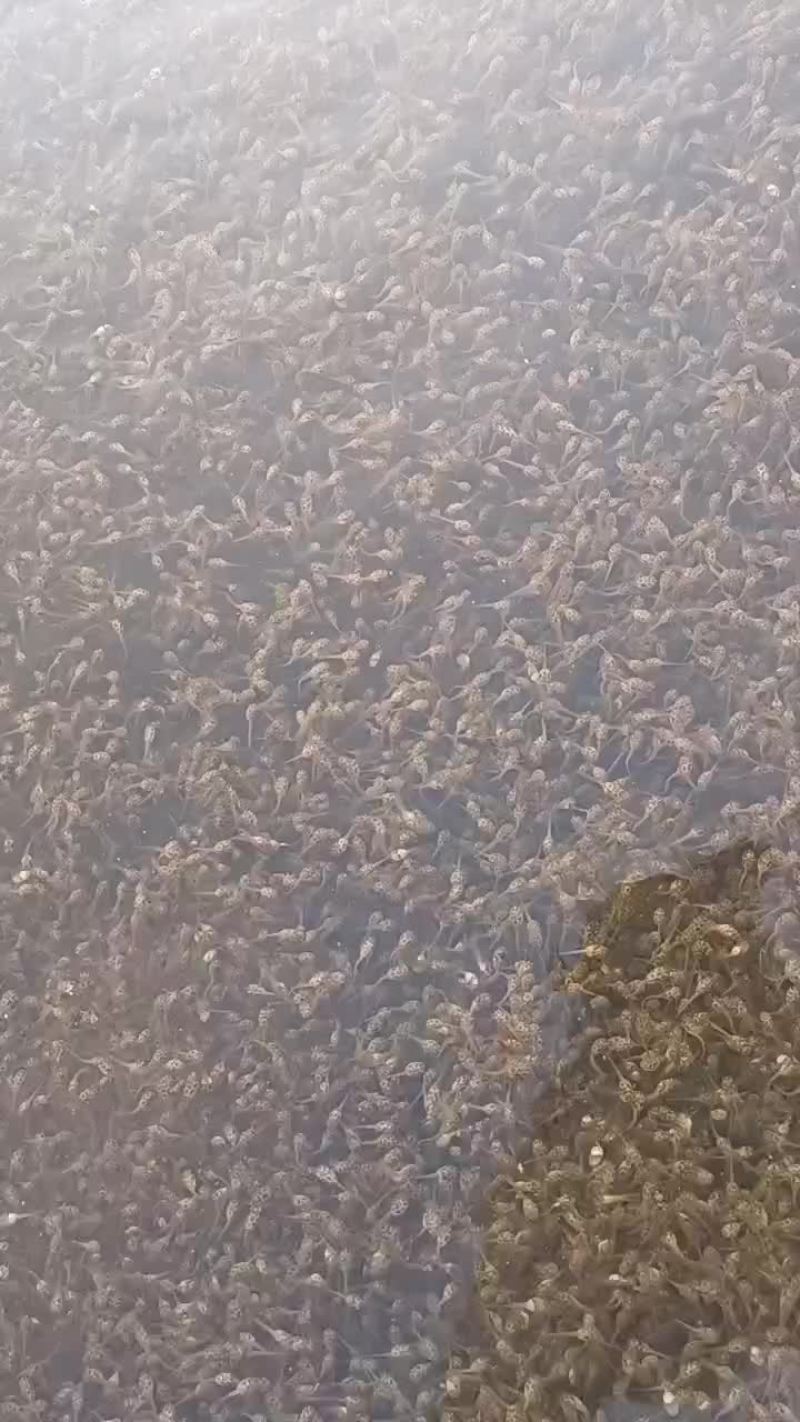 基地直供青蛙苗，黄豆苗，小四脚，黑斑蛙苗