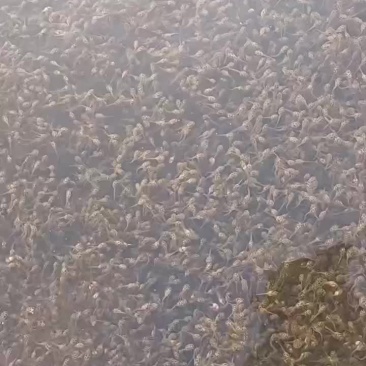基地直供青蛙苗，黄豆苗，小四脚，黑斑蛙苗