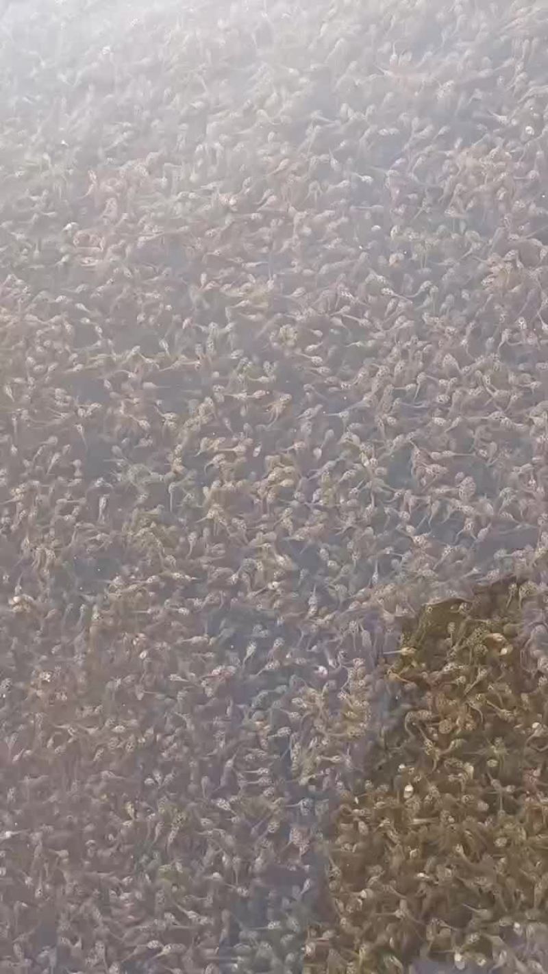 基地直供青蛙苗，黄豆苗，小四脚，黑斑蛙苗
