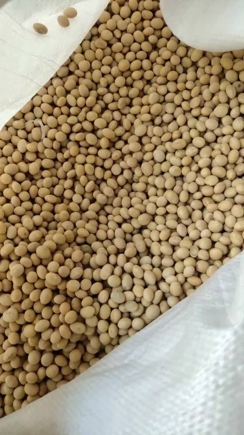 黄豆种子。早熟品种，正宗纯黄豆，产量高，