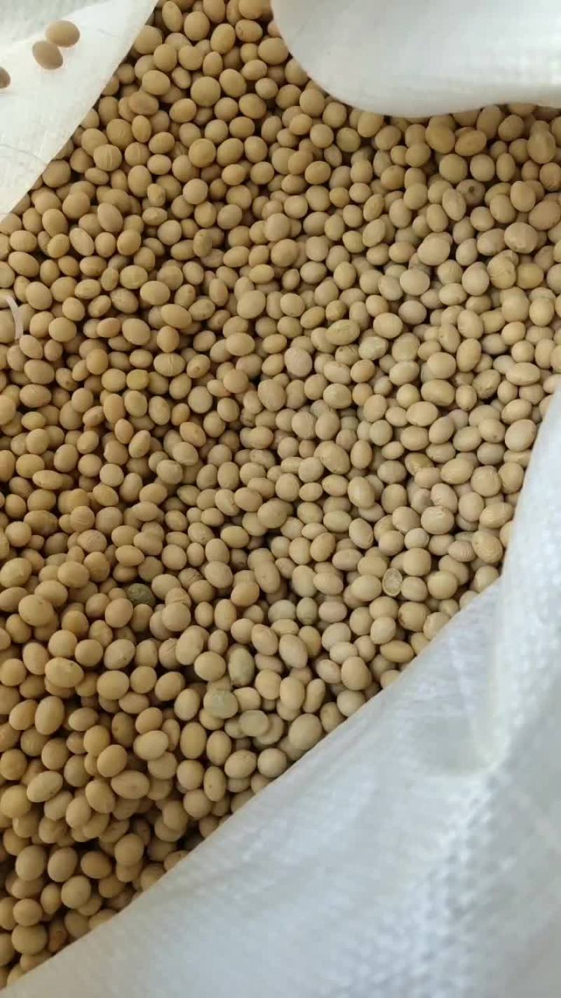 黄豆种子。早熟品种，正宗纯黄豆，产量高，