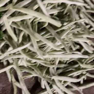 四季豆白芸豆白不老
