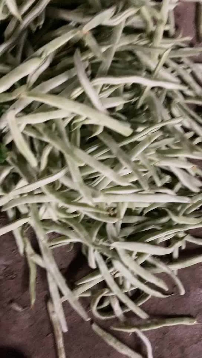 四季豆白芸豆白不老