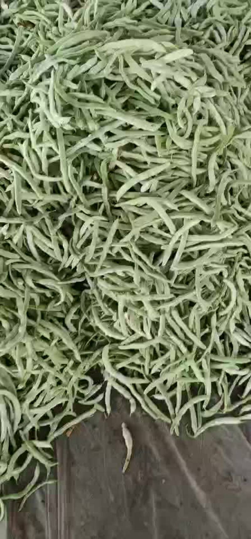 四季豆白芸豆白不老