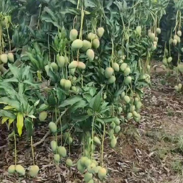 供应海南小台芒，水仙芒，红金龙，诚信经营，有量的来