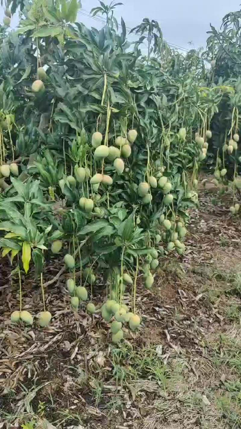 供应海南小台芒，水仙芒，红金龙，诚信经营，有量的来