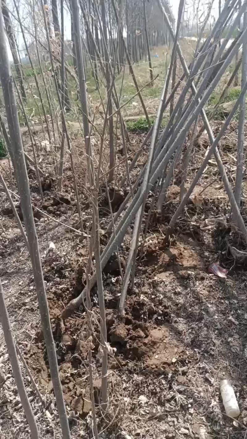 107速生杨树苗大量有货需要的赶紧联系