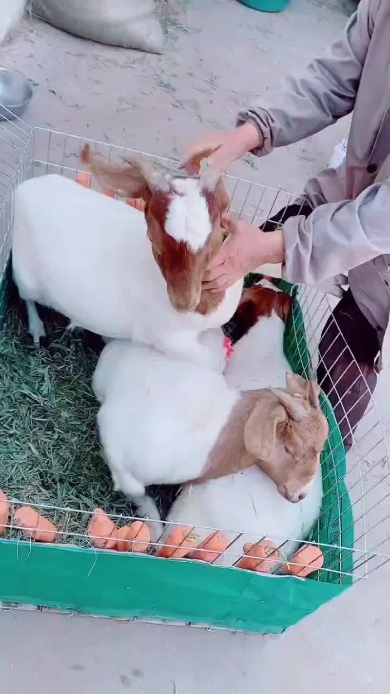 纯种头胎受孕棒奶波尔山羊，适合南北方地区养殖
