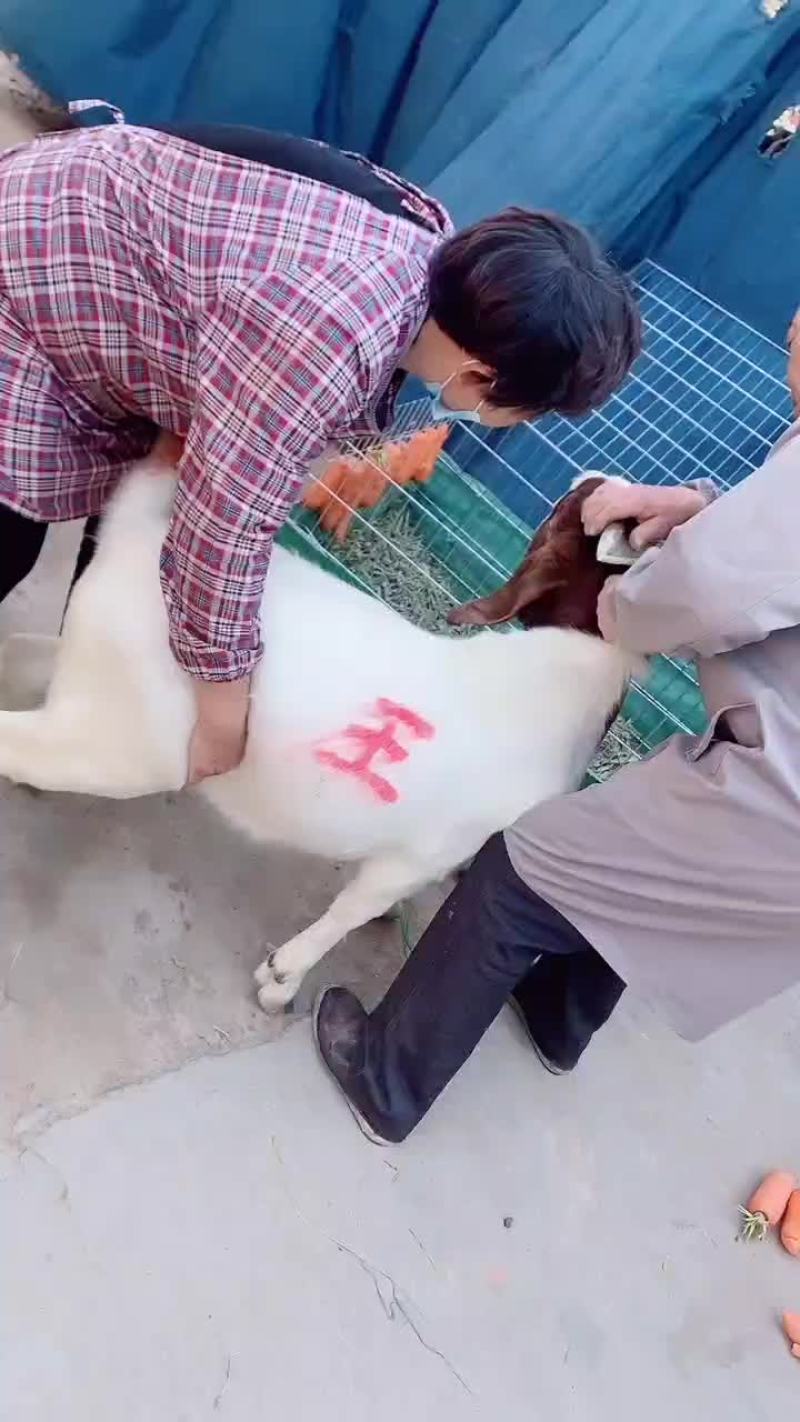 纯种头胎受孕棒奶波尔山羊，适合南北方地区养殖