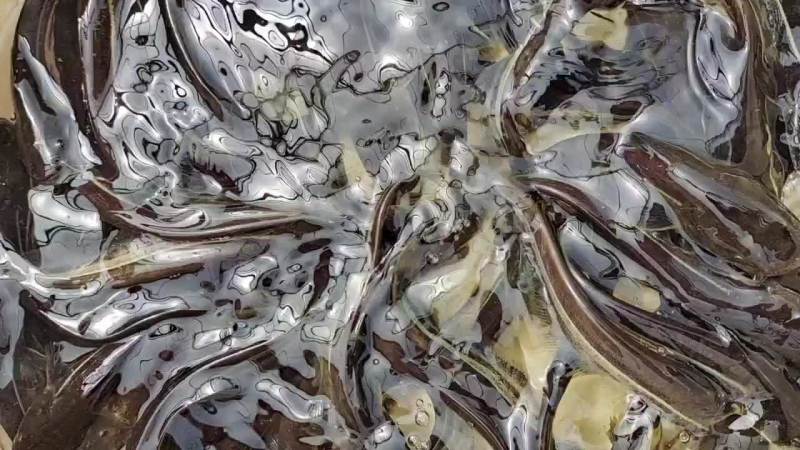 鲶鱼苗