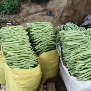 四季豆