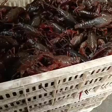 潜江龙义小龙虾