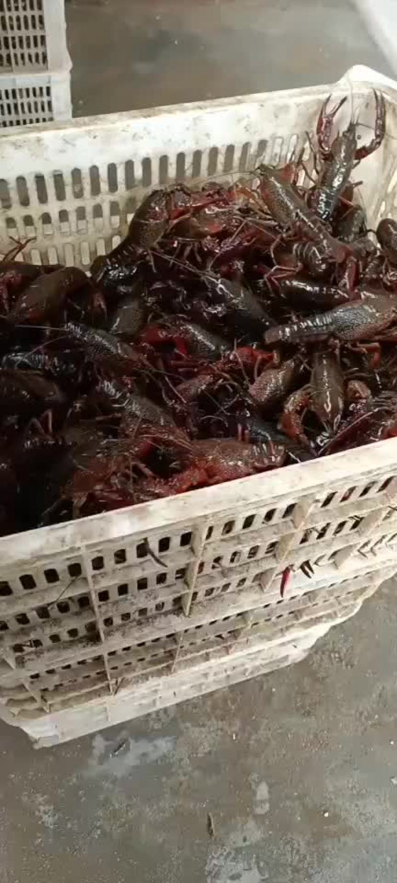 潜江龙义小龙虾