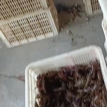 潜江龙义小龙虾