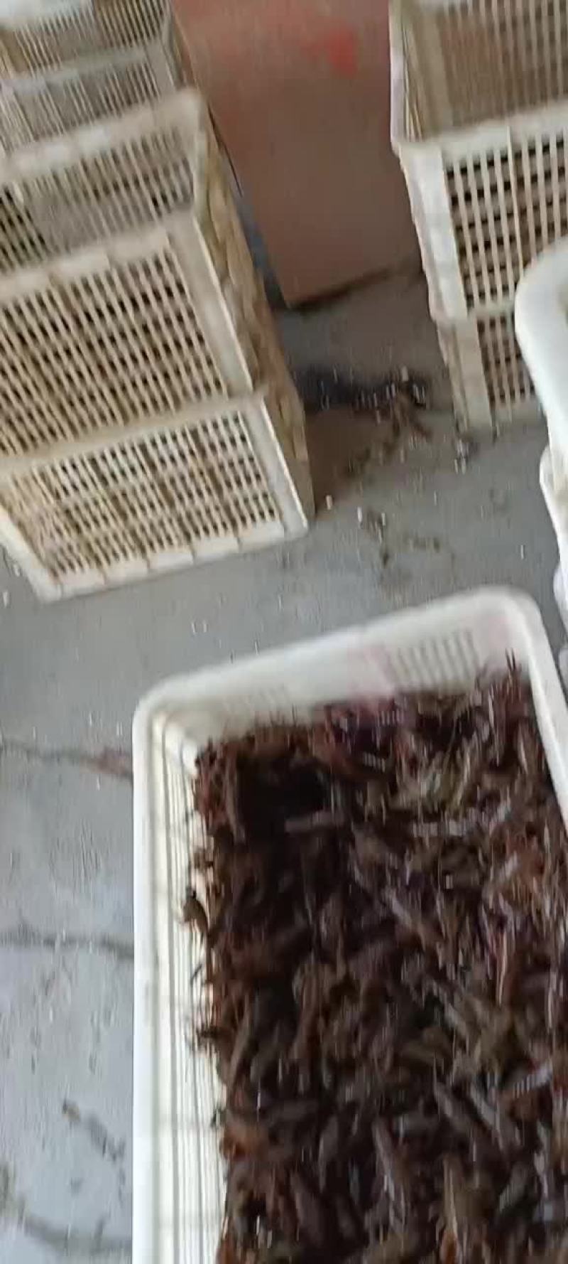 潜江龙义小龙虾