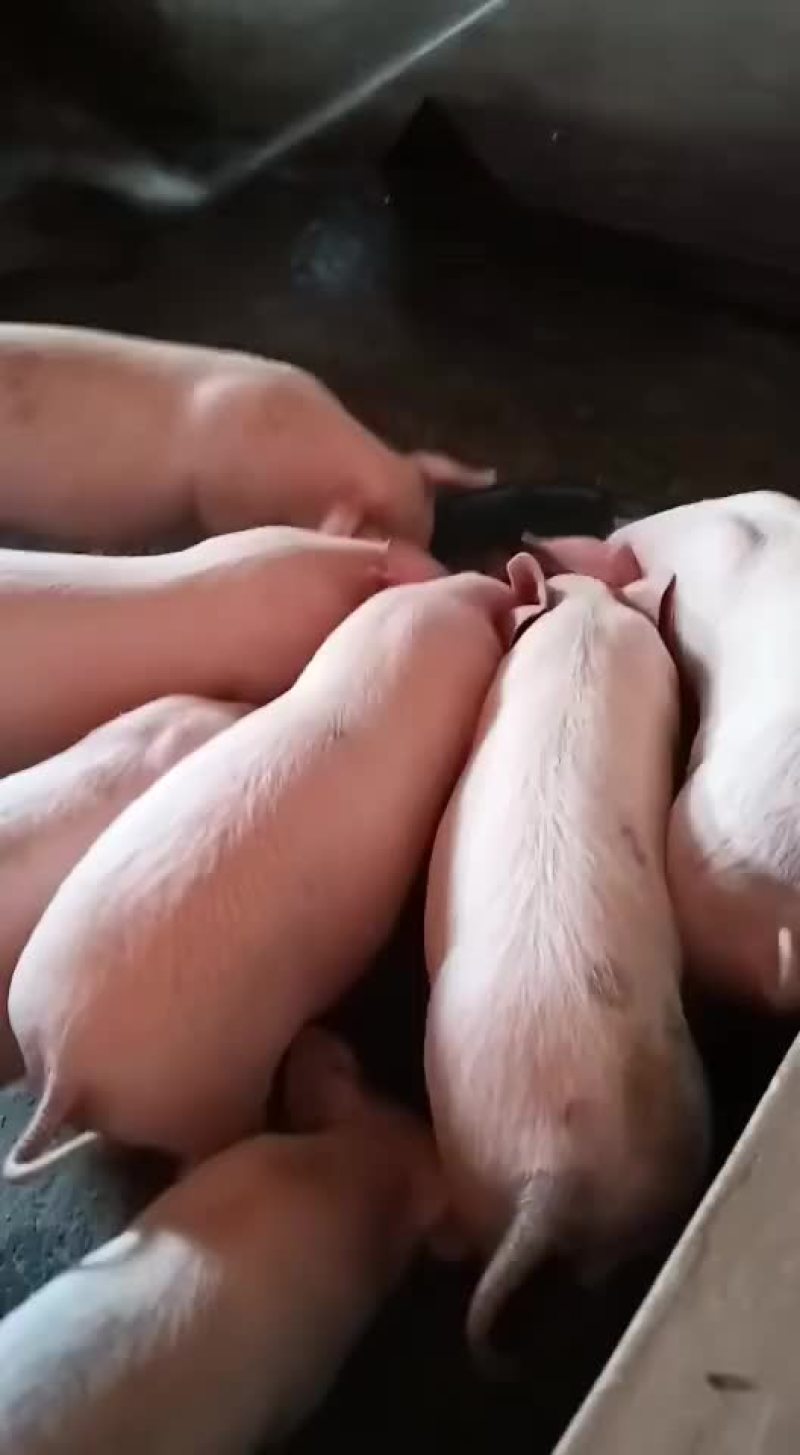 三元猪苗出售