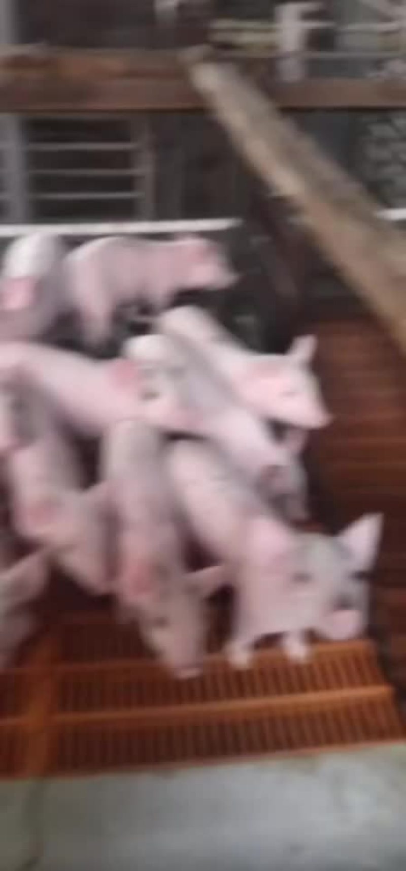 三元猪苗出售