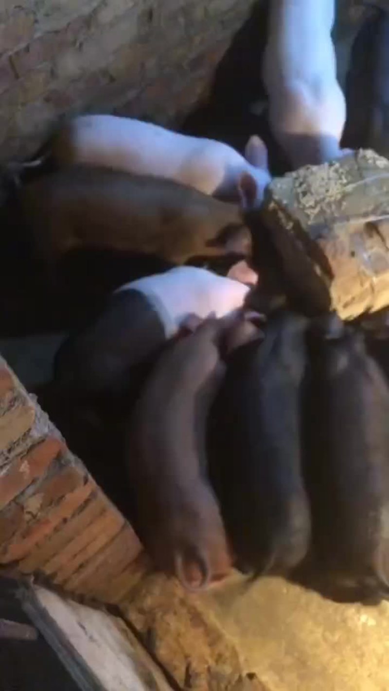 三元猪苗出售