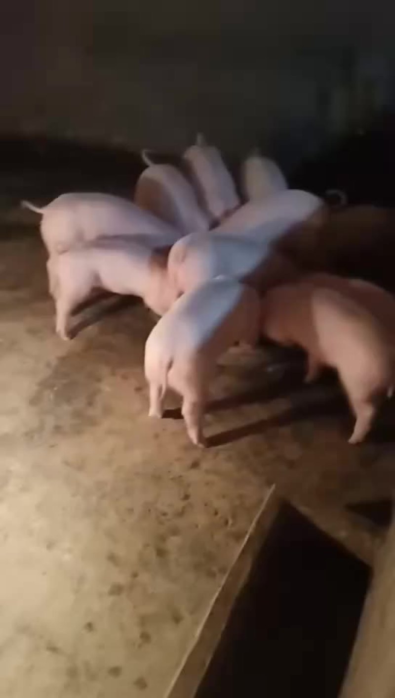 三元猪苗出售
