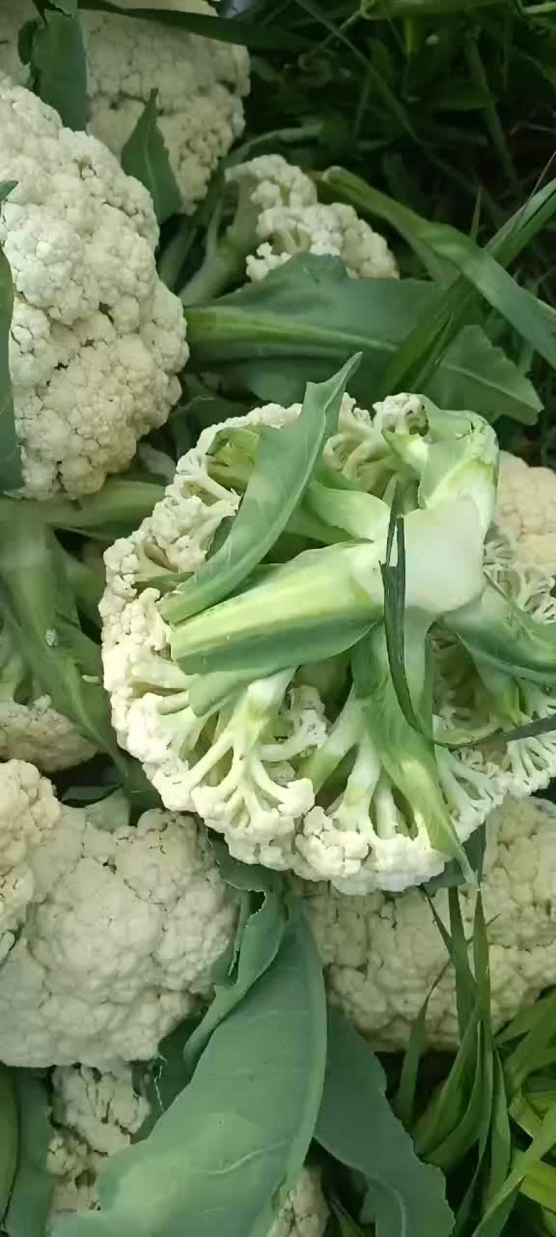 有机花专供
