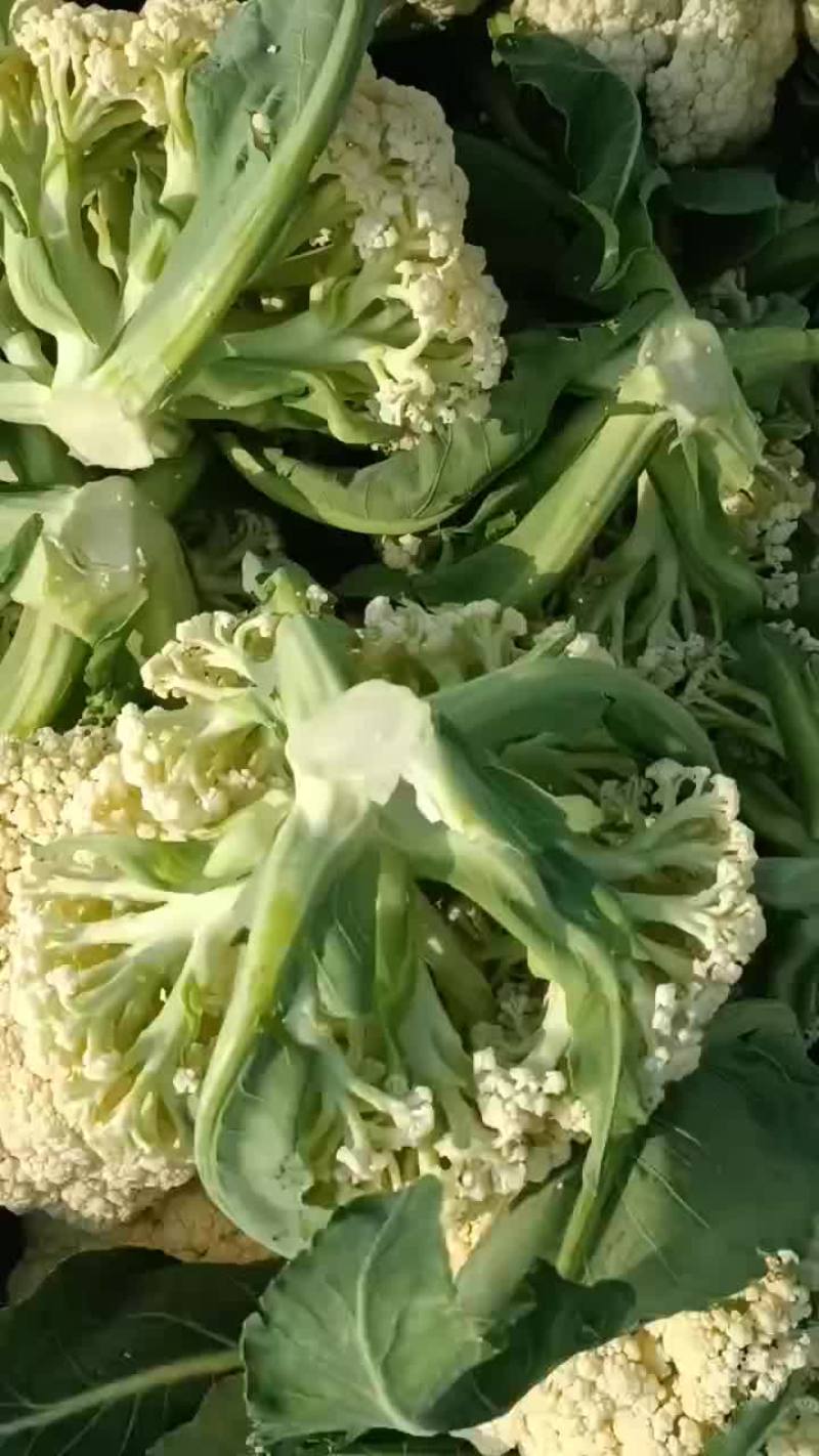 有机花专供