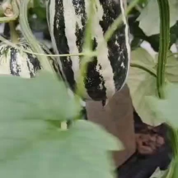 博洋系列产品脆甜多汁可口