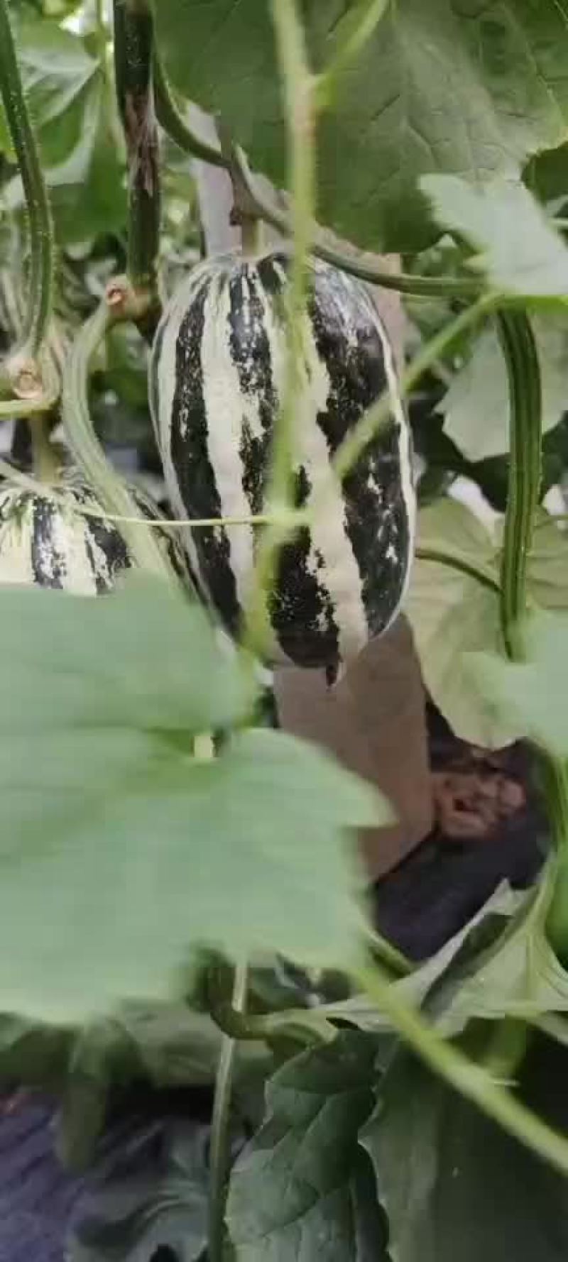 博洋系列产品脆甜多汁可口