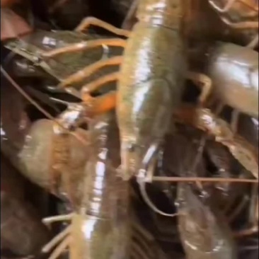 虾苗批发