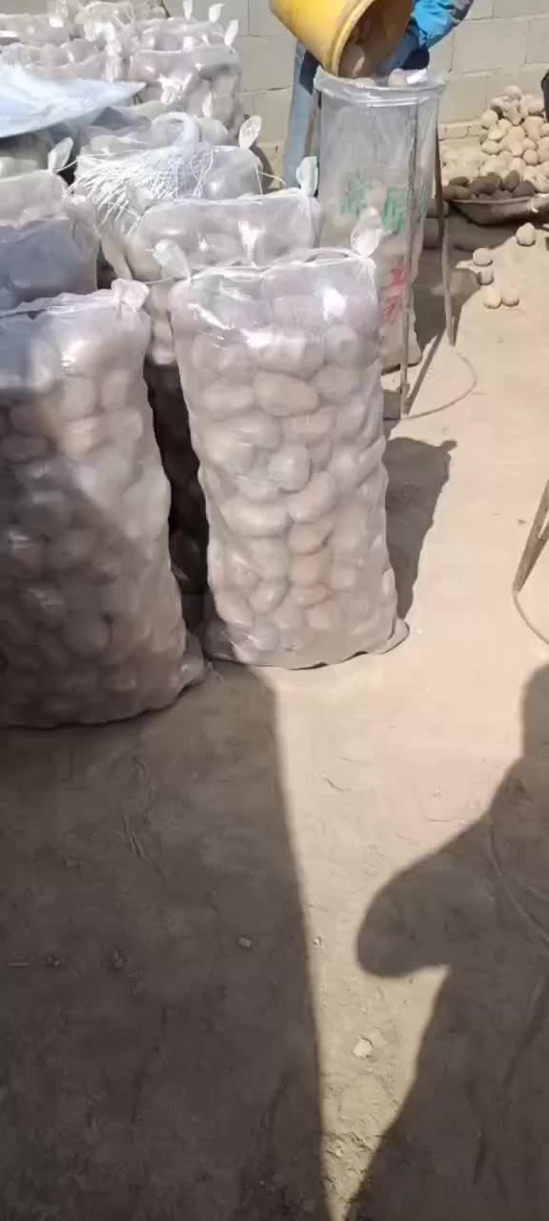 甘肃旱地红皮马铃薯