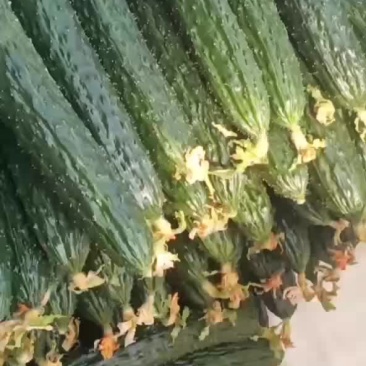 黄瓜