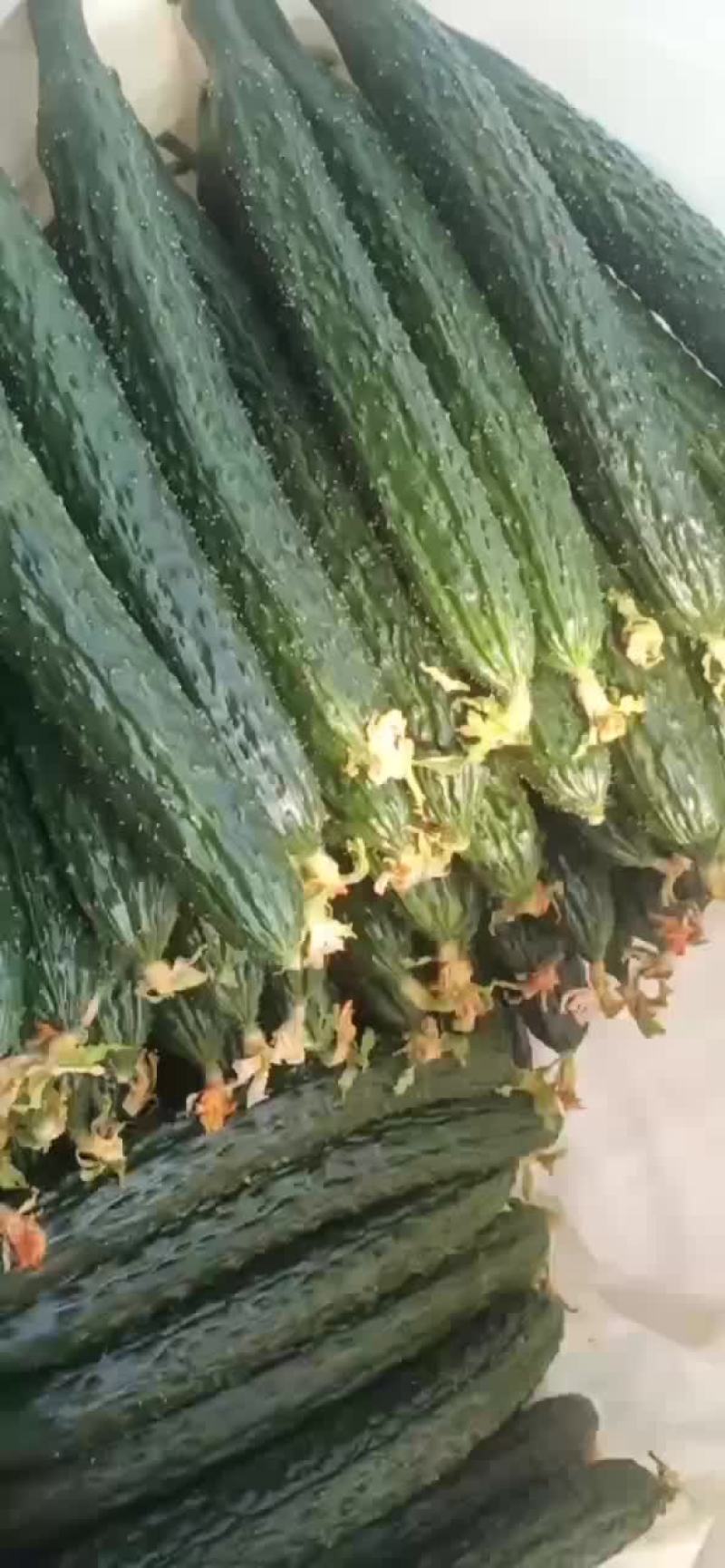 黄瓜