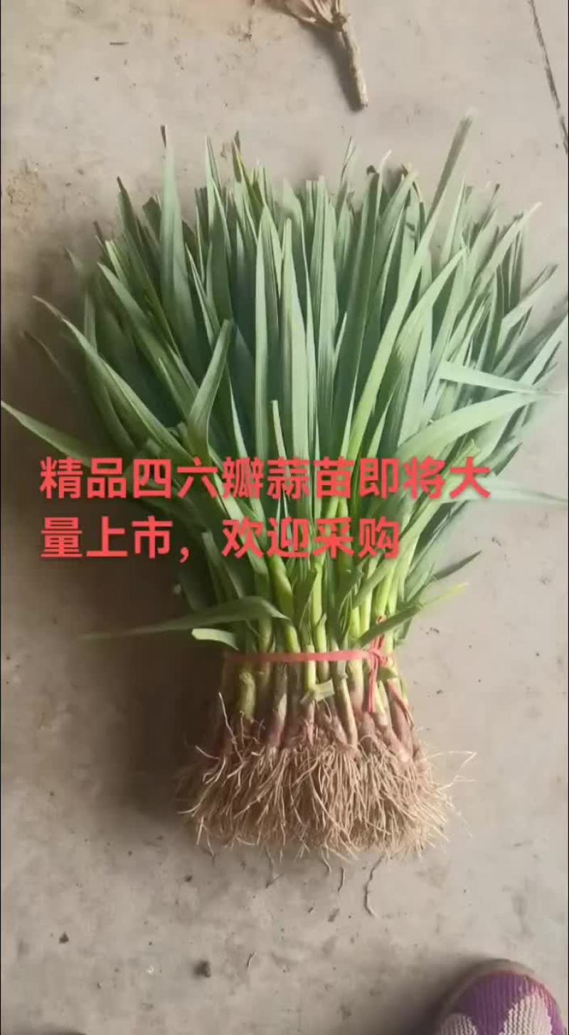 丰县优质红蒜蒜苗，大量上市，量大优先，欢迎新老客户前来洽