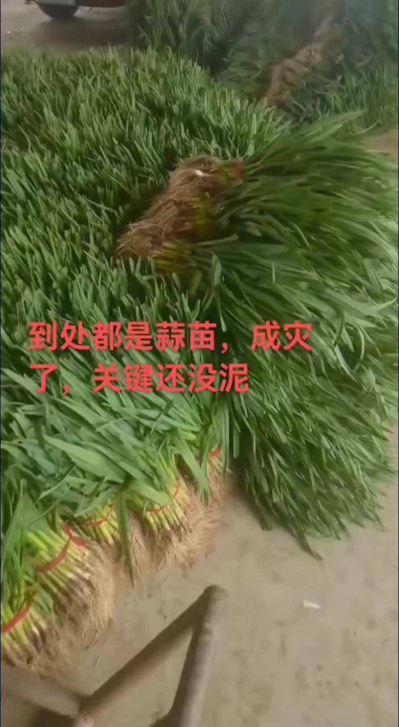 丰县优质红蒜蒜苗，大量上市，量大优先，欢迎新老客户前来洽