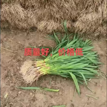 丰县优质红蒜蒜苗，大量上市，量大优先，欢迎新老客户前来洽