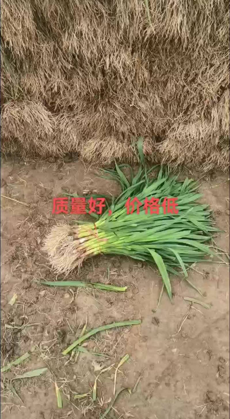 丰县优质红蒜蒜苗，大量上市，量大优先，欢迎新老客户前来洽