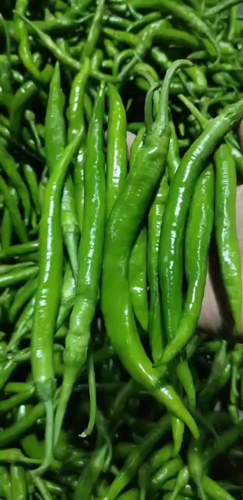 杭椒