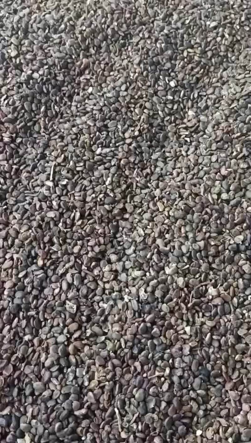 刺槐种子