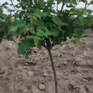 树状玫瑰