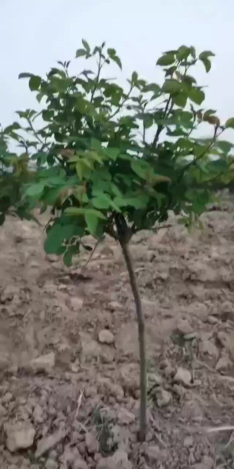 树状玫瑰