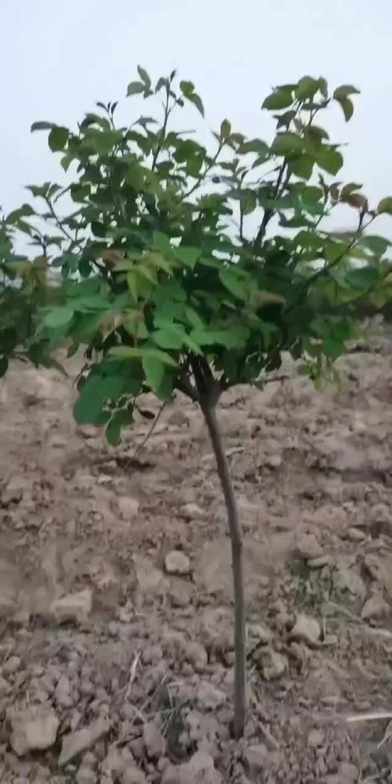 树状玫瑰