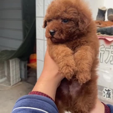 宠物狗泰迪