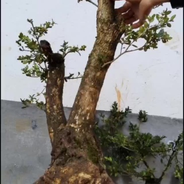 小叶瓜子黄杨熟桩
