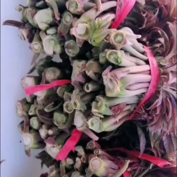 露天香椿芽头茬，大量有货！