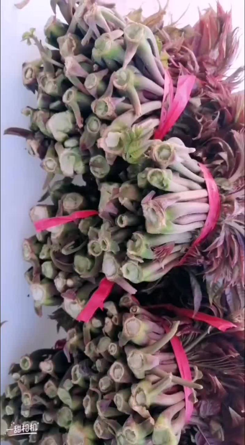 露天香椿芽头茬，大量有货！