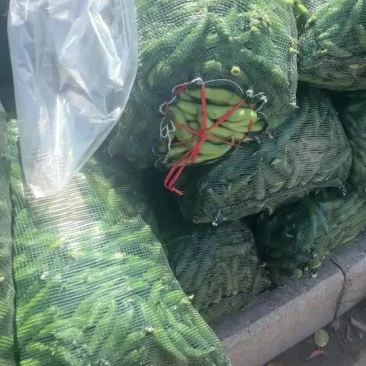 蚕豆