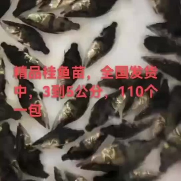 桂鱼苗批发，量大优惠，支持全国发货，大小都有
